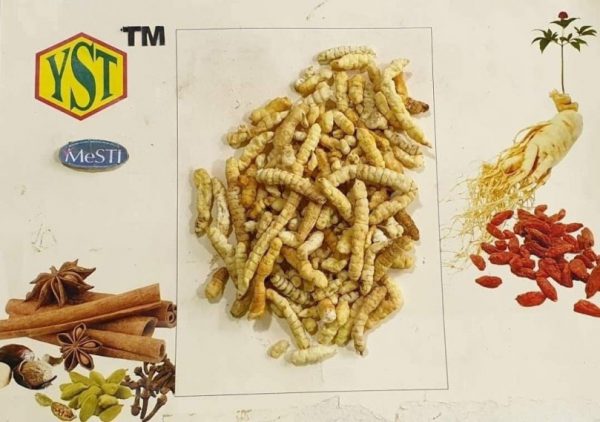 Guangxi Cordyceps